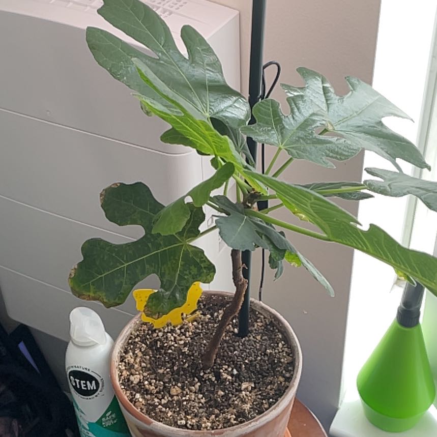 Photo of the plant species Fig Chicago Hardy by @CulturedBulrush named Marilyn on Greg, the plant care app