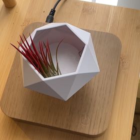 Photo of the plant species Tillandsia fuego by @CulturedBulrush named Aristotle on Greg, the plant care app