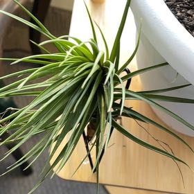 Photo of the plant species Tillandsia 'Emerald Forest' by @CulturedBulrush named Lola on Greg, the plant care app