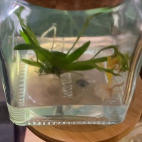 Photo of the plant species Epiphyllum pumilum by @CulturedBulrush named Mochi on Greg, the plant care app