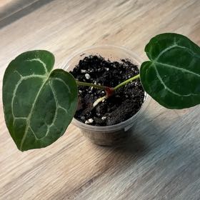 Photo of the plant species Anthurium magnificum x crystallinum by @CrispBrazilwood named Navajo on Greg, the plant care app