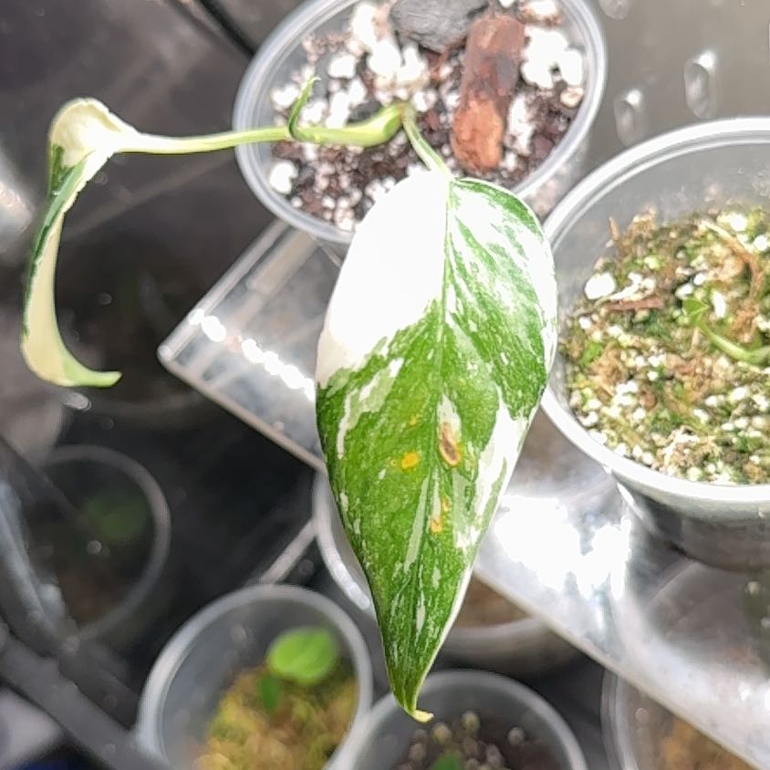 Photo of the plant species Epipremium Albo by @CrispBrazilwood named Betty on Greg, the plant care app