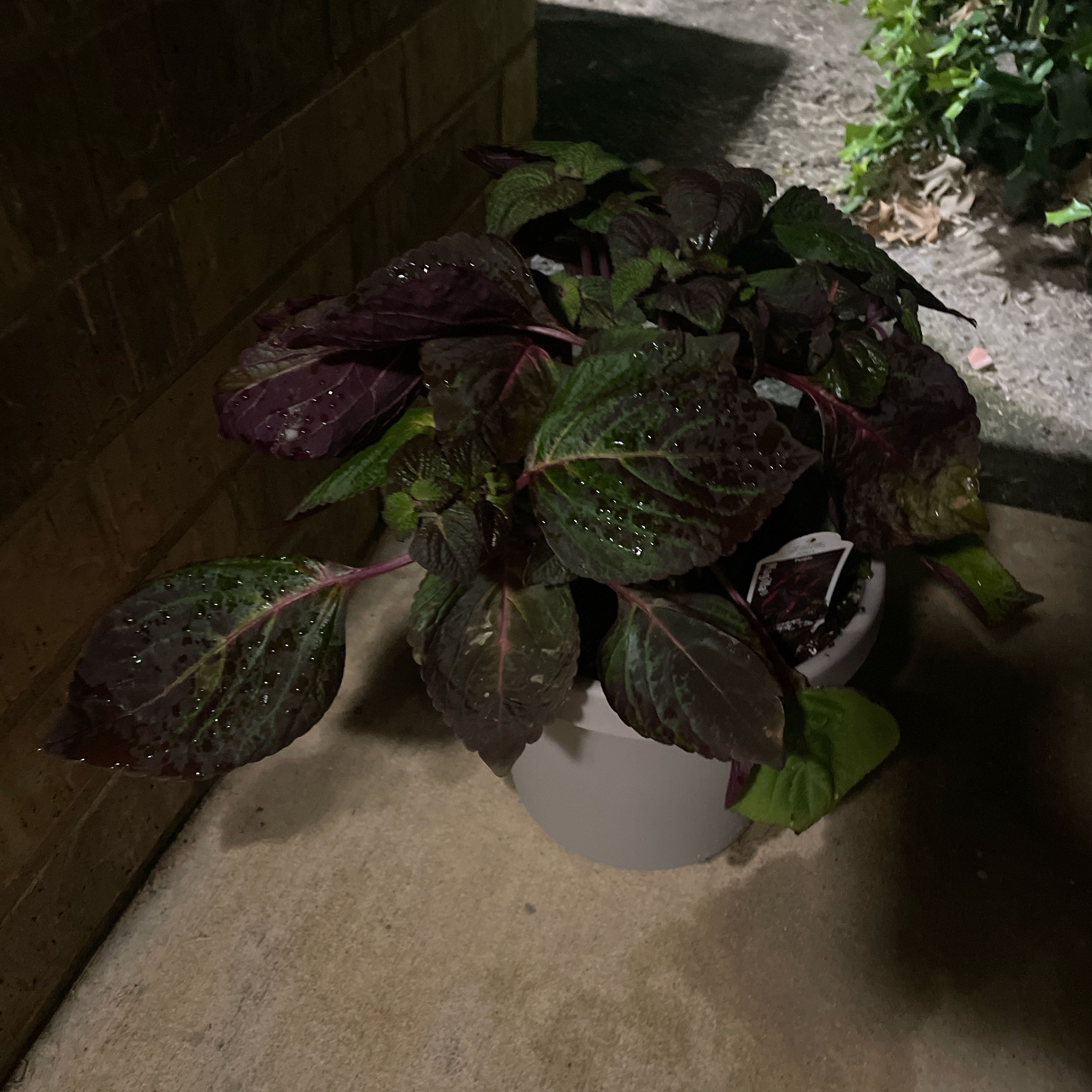 Photo of the plant species Perilla 'Magilla' by @ChosenCurrytree named mags on Greg, the plant care app