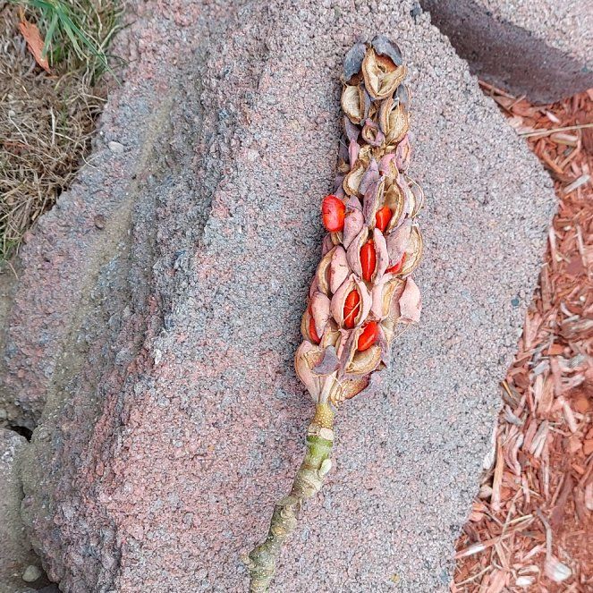 Photo of the plant species Cucumber Magnolia by @TrueDevilshorns named Nithin on Greg, the plant care app