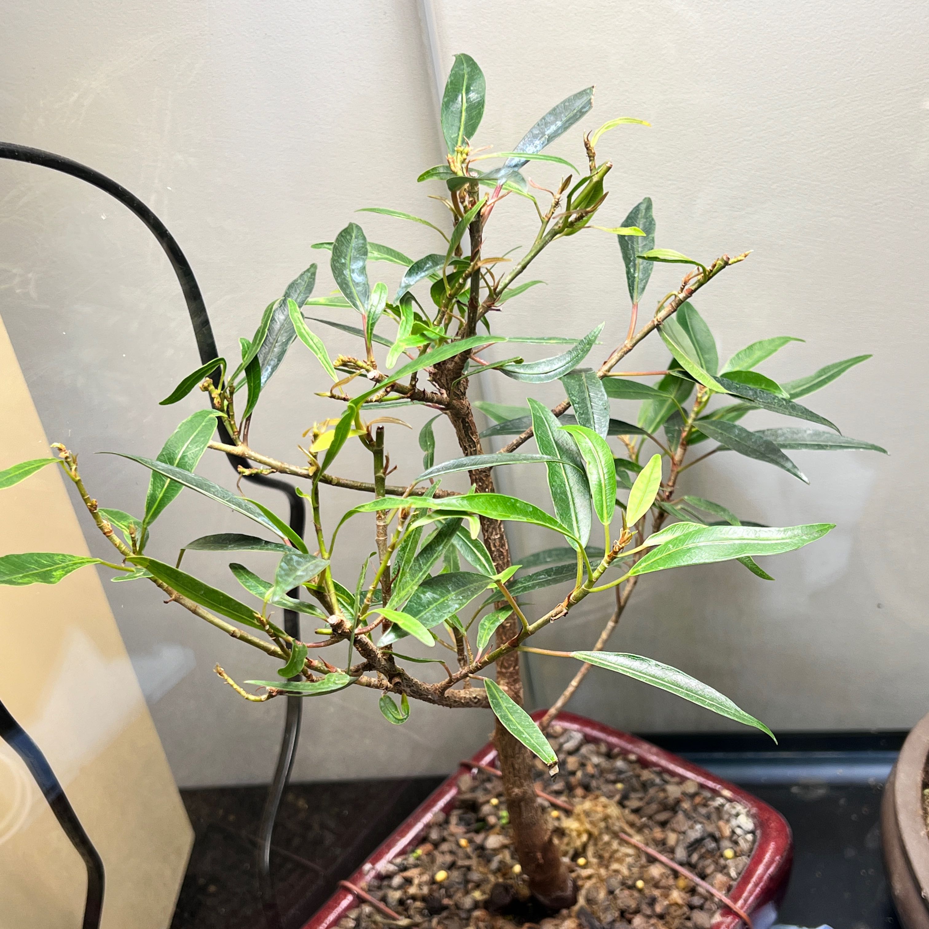 Photo of the plant species Willow Leaf Fig by @HeartyOvalsedge named Tolkien on Greg, the plant care app
