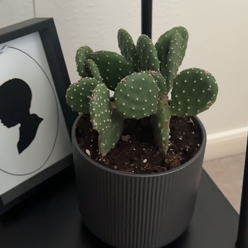 Photo of the plant species Red Buttomn Cactus by @BigPalqui18 named Bieber on Greg, the plant care app
