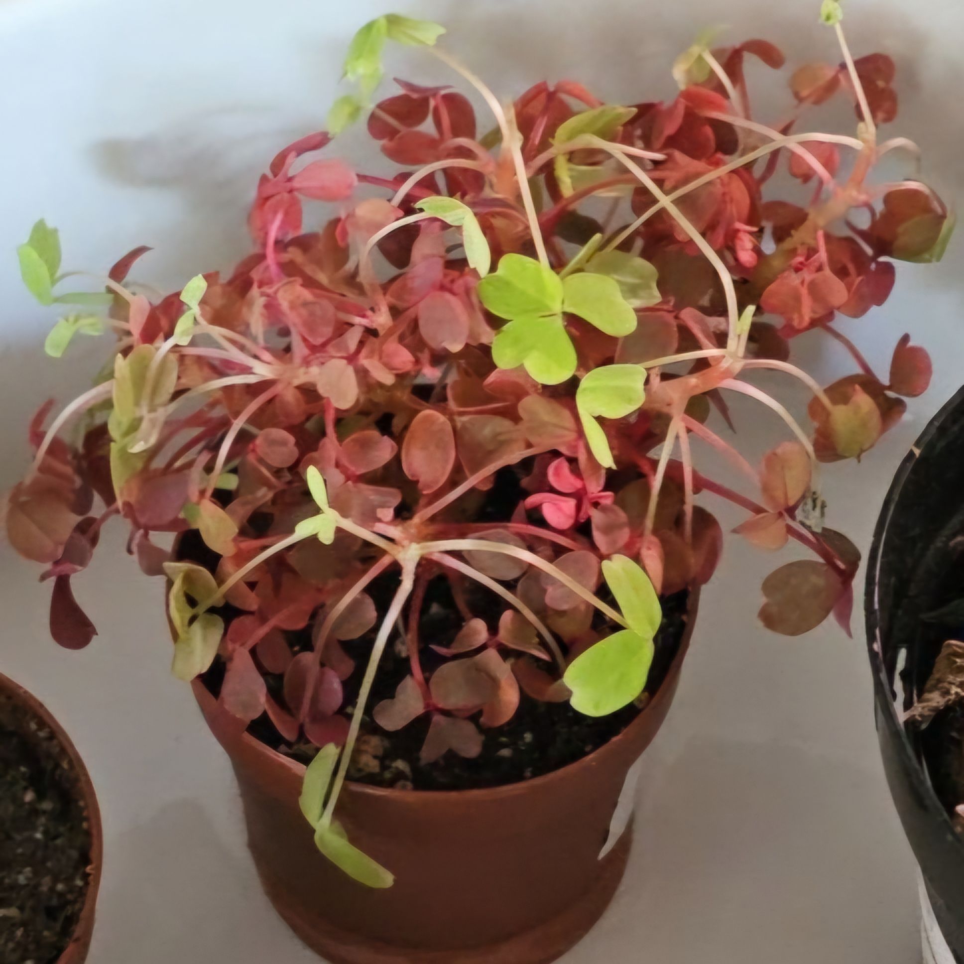 Photo of the plant species Golden Oxalis by @TactfulWoodruff named Orlando Bloom on Greg, the plant care app