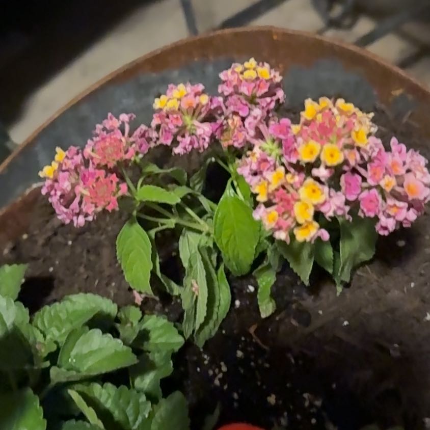 Photo of the plant species Lantana by @IdealBeech named Demi on Greg, the plant care app