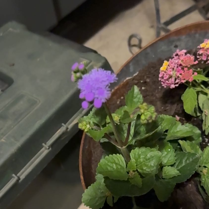 Photo of the plant species Blue Mistflower by @IdealBeech named Plato on Greg, the plant care app