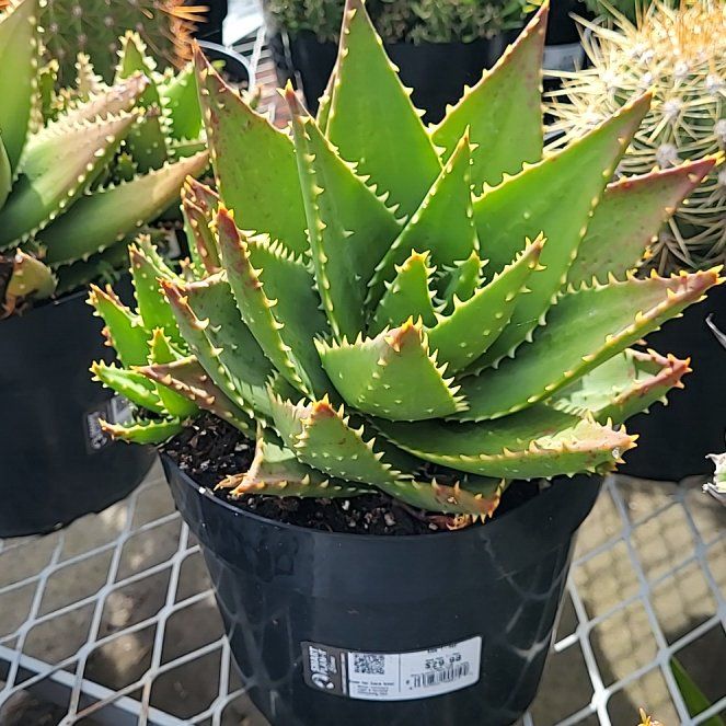 Photo of the plant species Aloe 'T-Rex' by @DearMoutanpeony named Rex on Greg, the plant care app