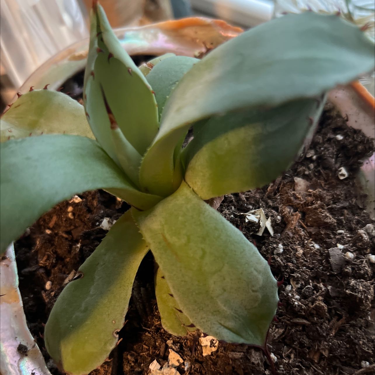 Parry's Agave plant in a pot with visible soil, well-framed and in focus.