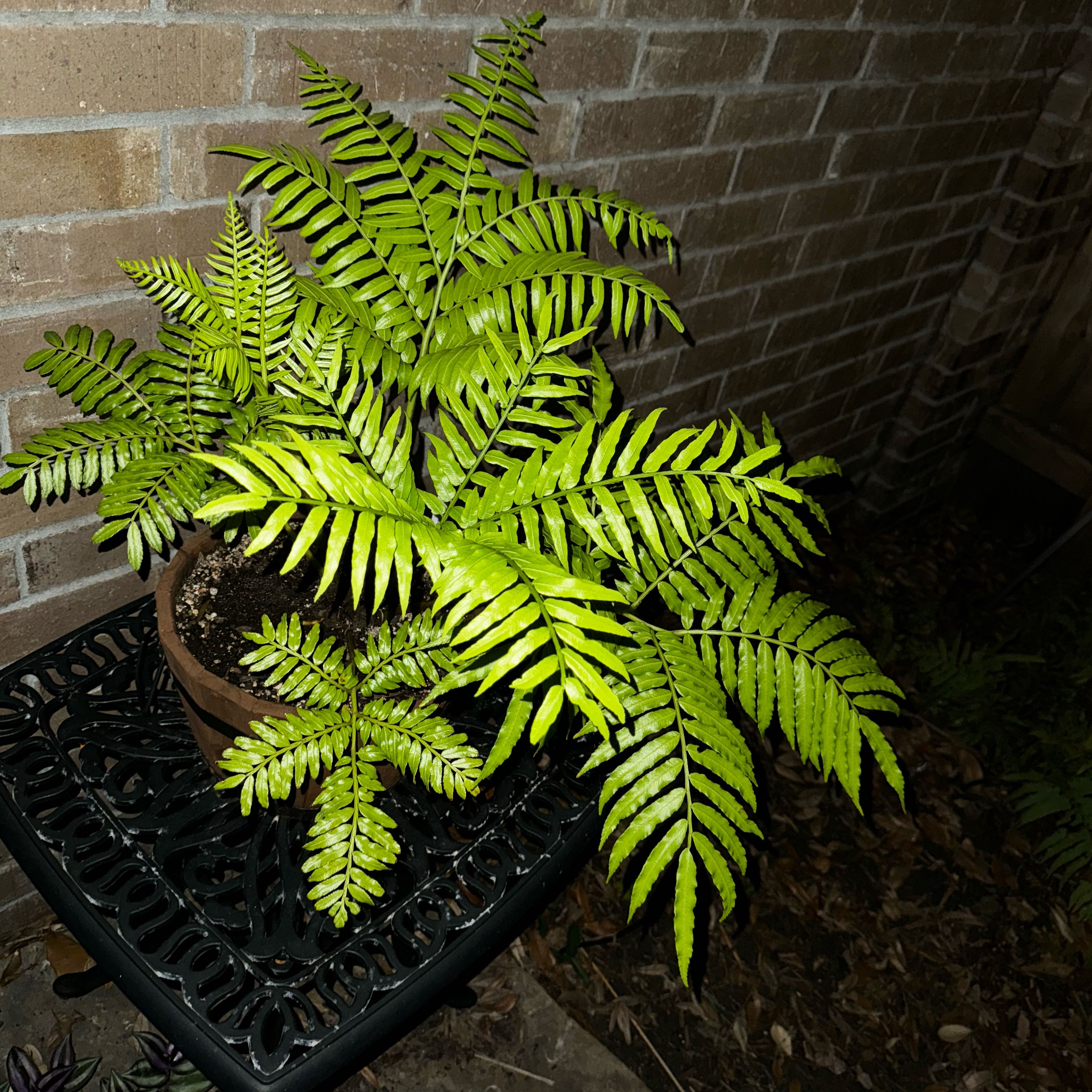 Plant care for Ptisana grandifolia on Greg, the plant care app