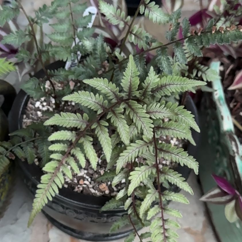 Photo of the plant species Godzilla Fern (Hybrid) by @HeadRedbuckeye named Dax on Greg, the plant care app