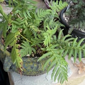 Photo of the plant species Texas Maiden Fern by @HeadRedbuckeye named Bieber on Greg, the plant care app