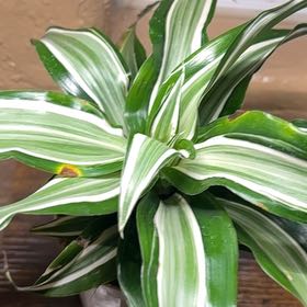 Photo of the plant species Dracaena 'White Bird' by @FancyStrawberry named Scarlett on Greg, the plant care app