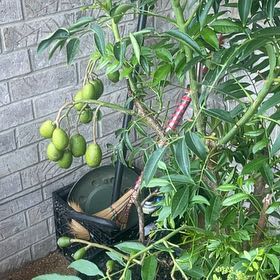 Photo of the plant species June plum by @FamedTreeoflove named ChloroPhil on Greg, the plant care app