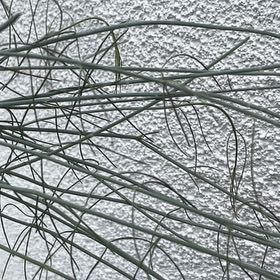 Photo of the plant species Sea Oats by @LeadCattleya named Kobe on Greg, the plant care app