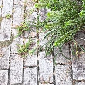 Photo of the plant species Veronica odora by @LikableRedflax named Sahara on Greg, the plant care app