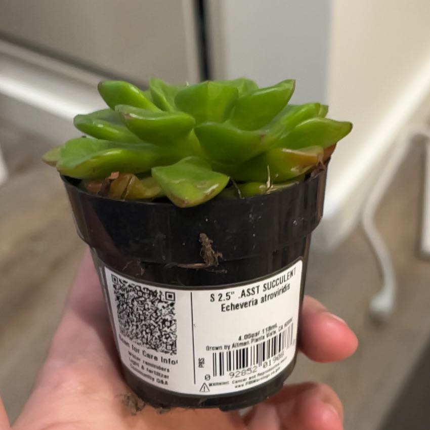 Photo of the plant species Echeveria 'Atroviridis' by @ChampChainfern named Tupot amaroot on Greg, the plant care app