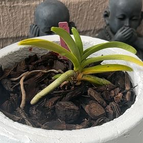 Photo of the plant species Dark Red Spots Orchid by @SansChillArea named Marley on Greg, the plant care app