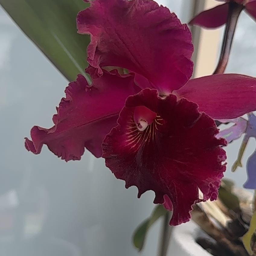 Photo of the plant species Brassolaelia Yellow Bird by @SansChillArea named Oscar on Greg, the plant care app