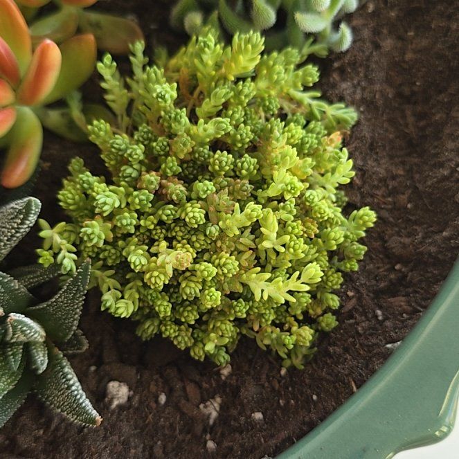 Photo of the plant species Sedum japonicum 'Tokyo Sun' by @KeyPrimulawhite named Tokyo on Greg, the plant care app