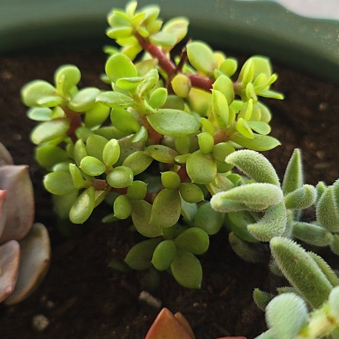 Photo of the plant species Portulacaria afra var. minima 'Lilliput' by @KeyPrimulawhite named Mini on Greg, the plant care app