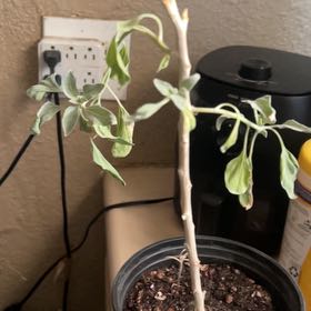 Photo of the plant species Brittlebush by @PurePodmahogany named Sherlock on Greg, the plant care app