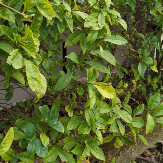 Photo of the plant species Brunfelsia by @MaximalRockfig named Einstein on Greg, the plant care app