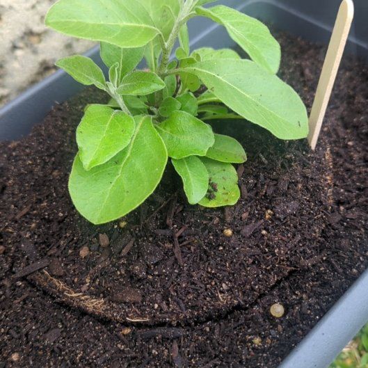 Photo of the plant species Ashwagandha by @MaximalRockfig named Luna on Greg, the plant care app