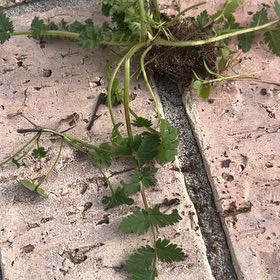 Photo of the plant species Salad Burnet by @WinGuineagrass named Treeyoncé on Greg, the plant care app