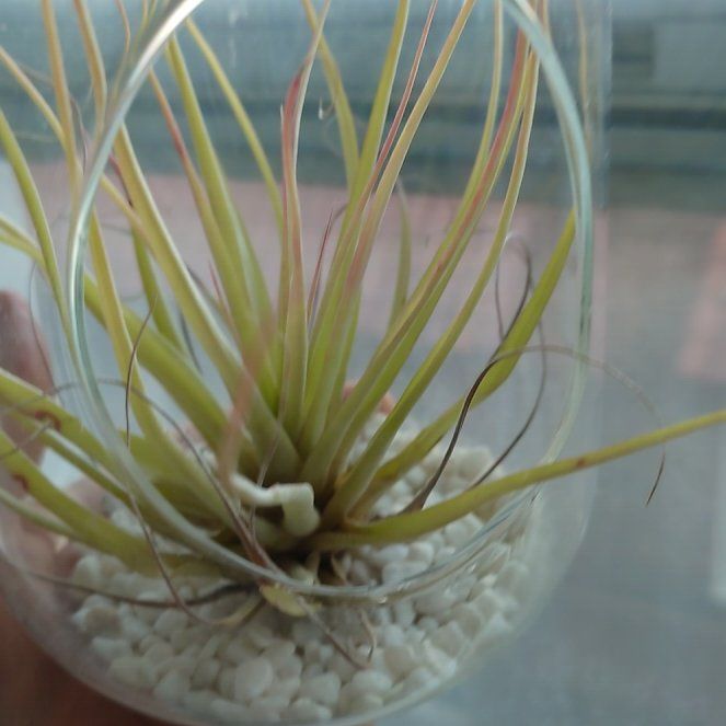Photo of the plant species Narrow Leaf Century Plant by @BossJellybeans named Sir Plancelot on Greg, the plant care app