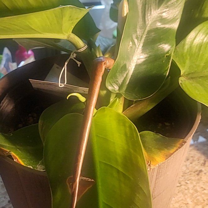 Photo of the plant species Green Philodendron by @MeekDarkmullein named Forrest on Greg, the plant care app