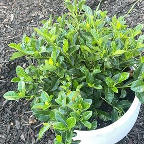 Photo of the plant species Gardenia augusta Magnifica by @MatureCatnip named Curie on Greg, the plant care app