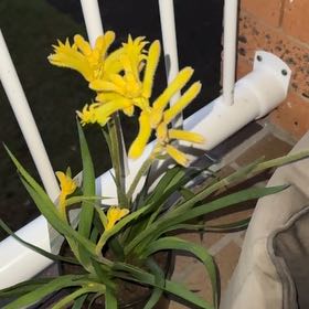 Photo of the plant species Mangles's Kangaroo-Paw by @SummeryAlmond33 named Tolkien on Greg, the plant care app