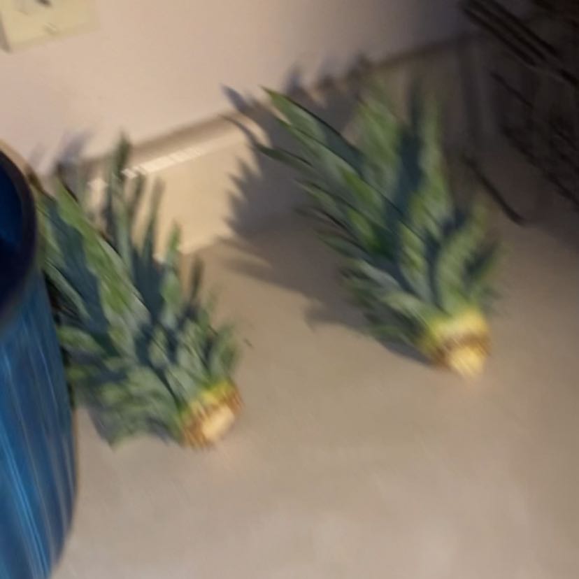 Photo of the plant species Pinapple by @TheCliff03 named Gregarious on Greg, the plant care app