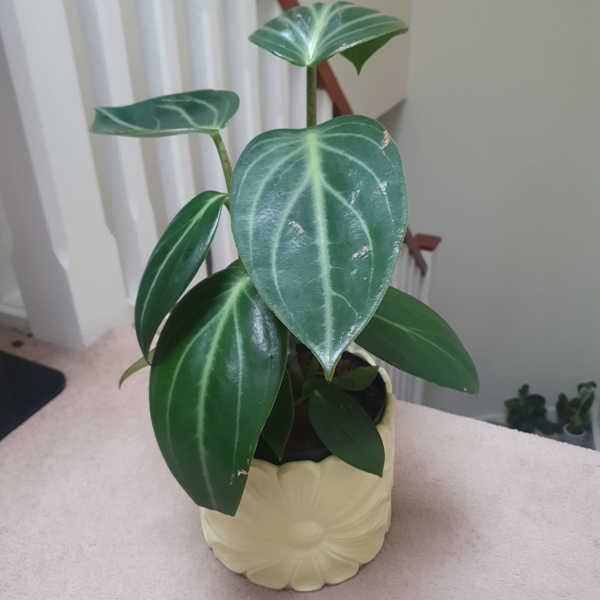 Photo of the plant species Peperomia elongata by @HelloGreenLeaf named Spike Leaves on Greg, the plant care app