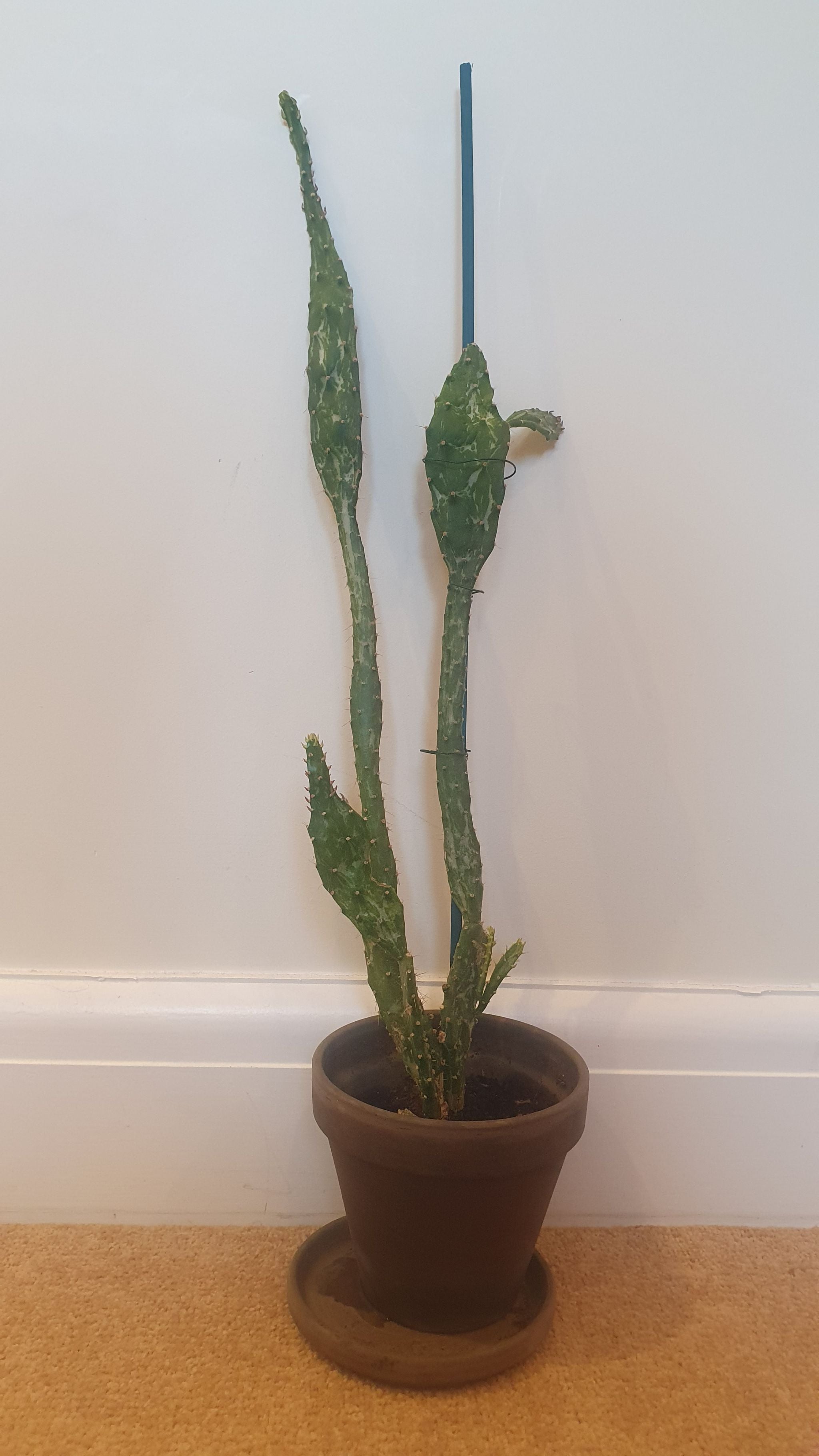 Arborescent Pricklypear Plant Care Water, Light, Nutrients Greg App 🌱