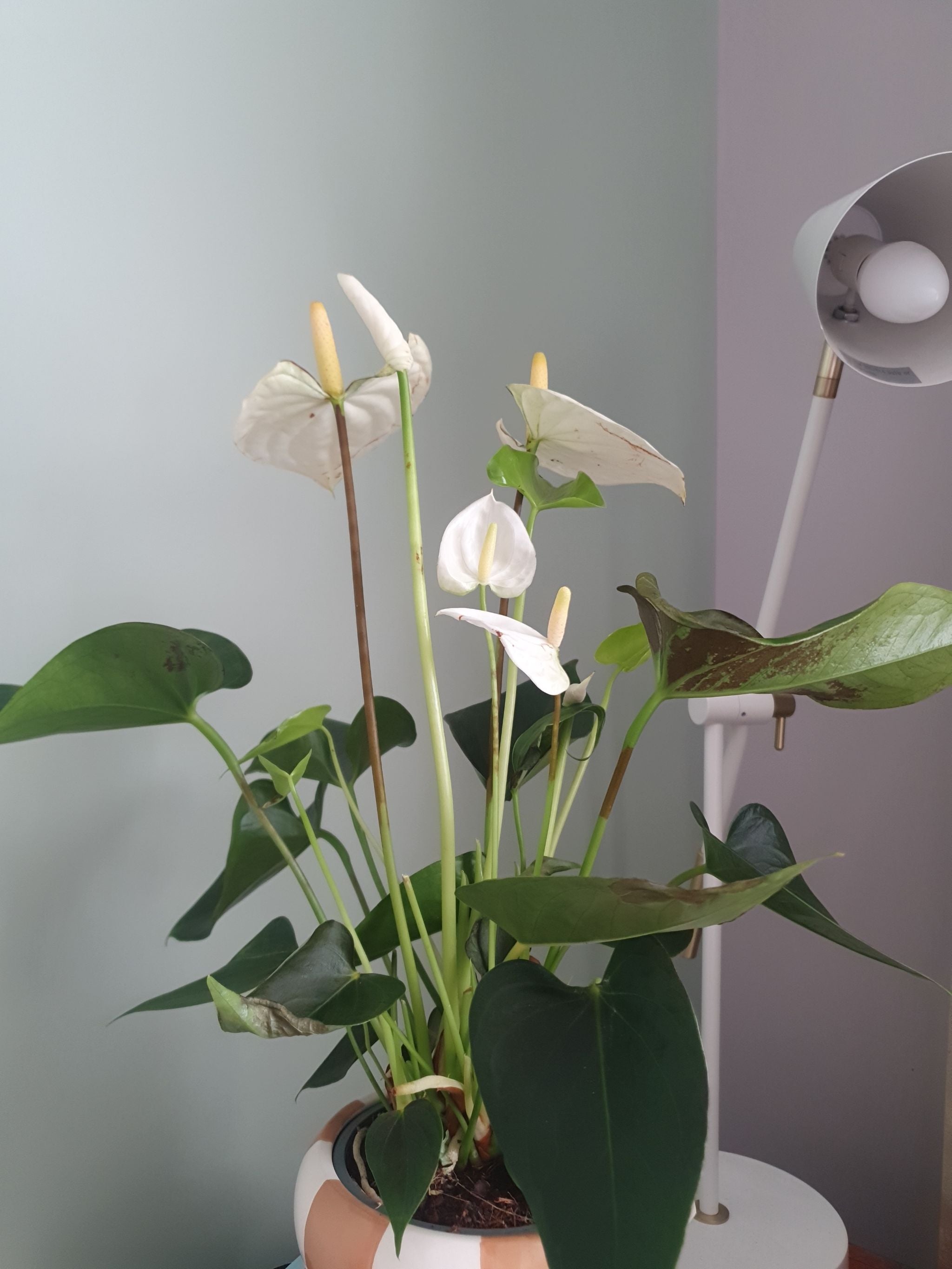 Dorayaki X Magnificum Plant Care: Water, Light, Nutrients | Greg