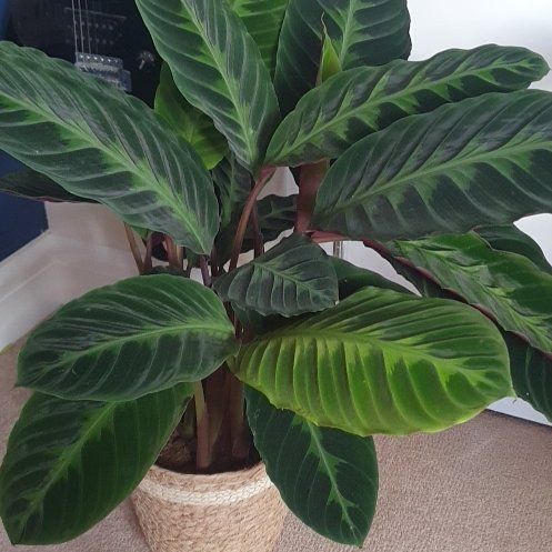 Photo of the plant species Calathea Warscewiczii by @HelloGreenLeaf named Terra on Greg, the plant care app