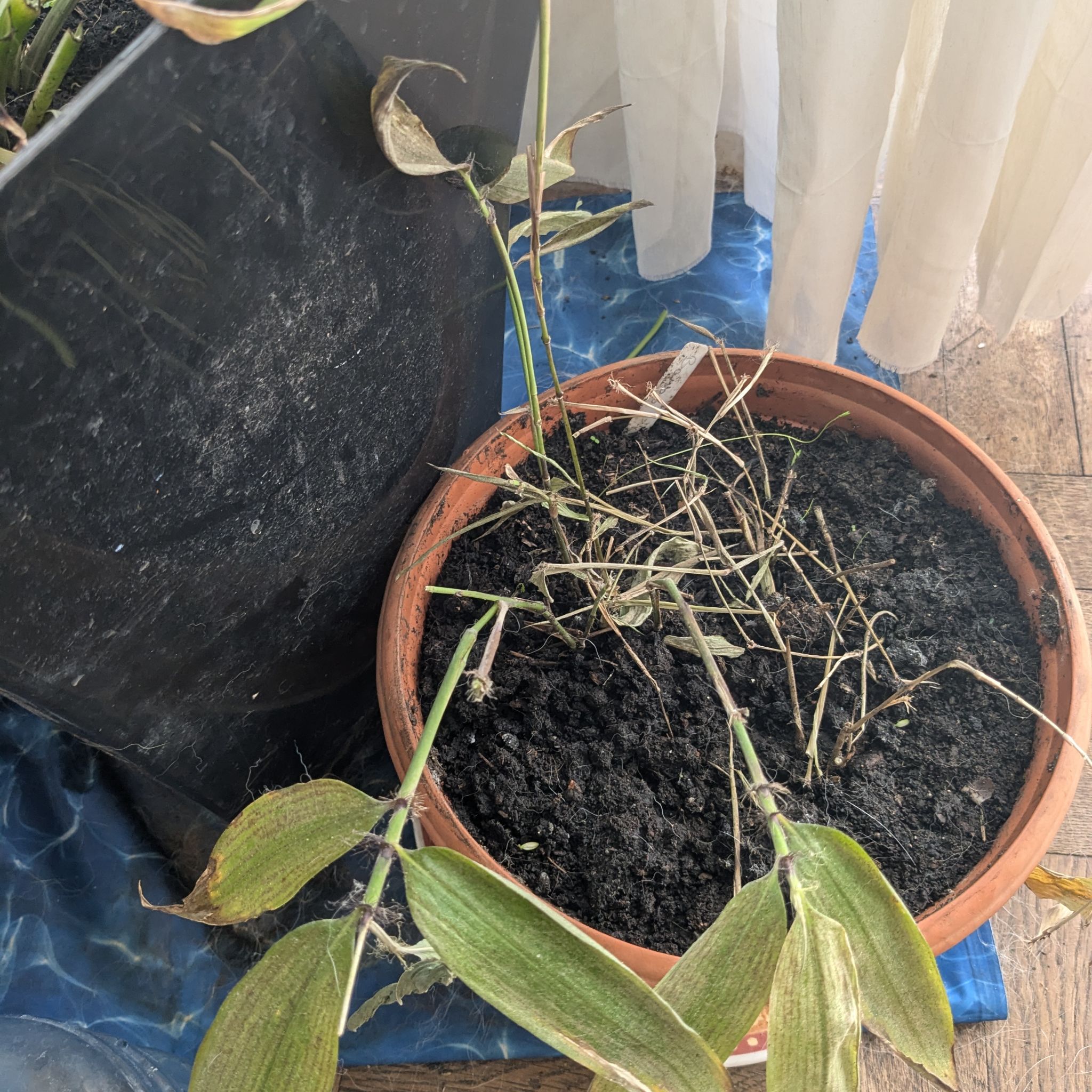 Photo of the plant species Phyllostachys Edulis by @Oasisofjoy named Denali on Greg, the plant care app