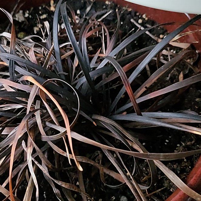 Photo of the plant species Black Mondo Grass by @PiquantHardhead named Apollo on Greg, the plant care app