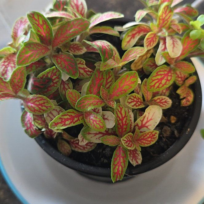 Photo of the plant species Nerve Plant by @ManlyIvygourd named Sir Plancelot on Greg, the plant care app