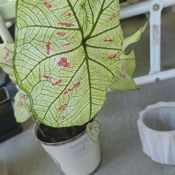 Photo of the plant species Strawberry Star Caladium by @UpfrontTimeout named Shakira on Greg, the plant care app