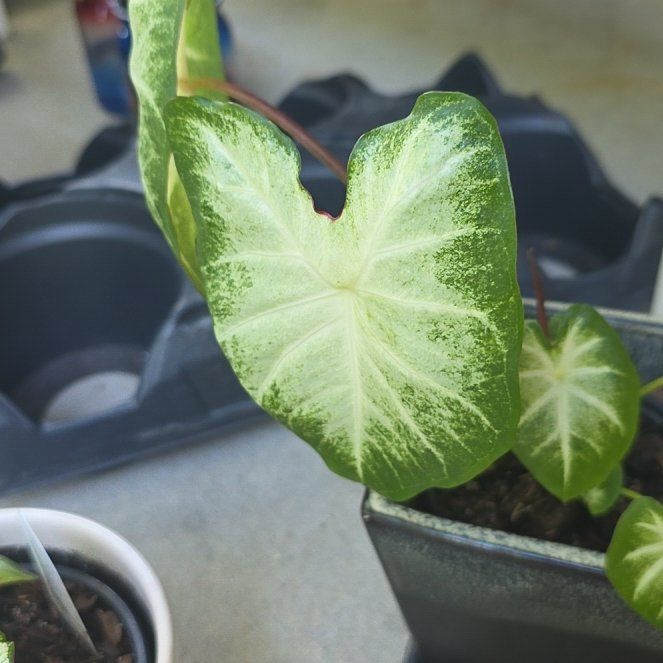 Photo of the plant species caladium aaron by @UpfrontTimeout named Gaga on Greg, the plant care app