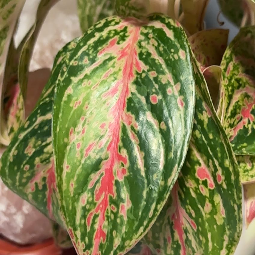 Photo of the plant species Aglaonema 'Prosperity' by @AmazingDracopis named Prosperity on Greg, the plant care app