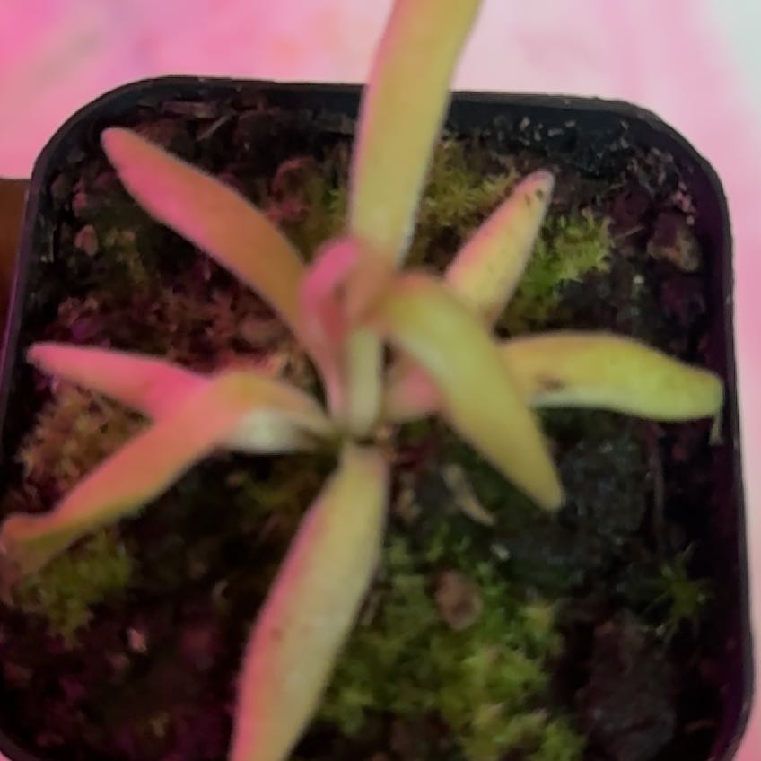 Photo of the plant species Pinguicula moctezumae by @ModestRedpagoda named Rainier on Greg, the plant care app