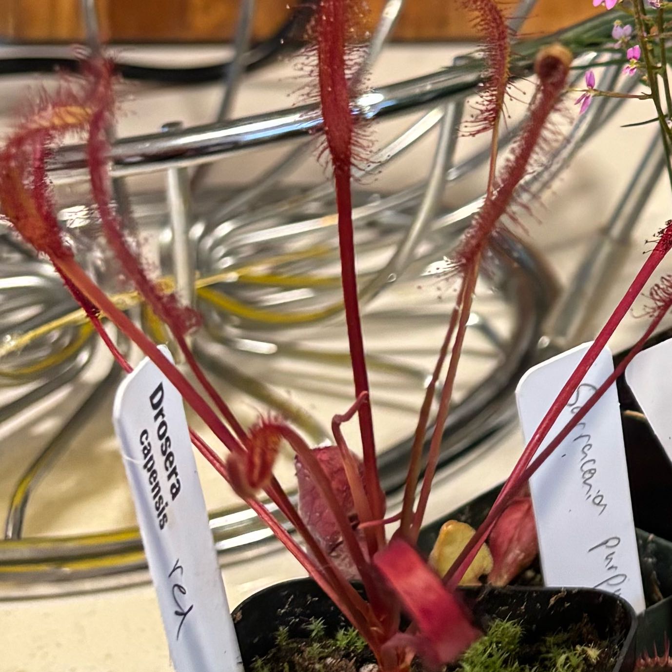 Photo of the plant species Red Cape Sundew by @ModestRedpagoda named Dax on Greg, the plant care app