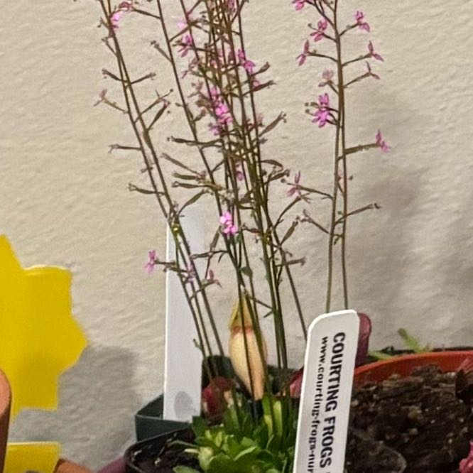 Plant care for Jumping Jack on Greg, the plant care app