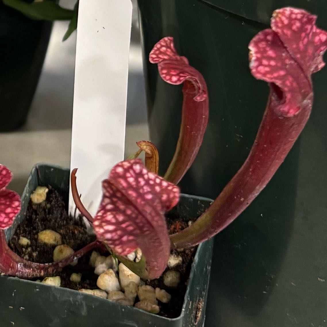 Photo of the plant species Judith Hindle Pitcher Plant by @ModestRedpagoda named Shakira on Greg, the plant care app